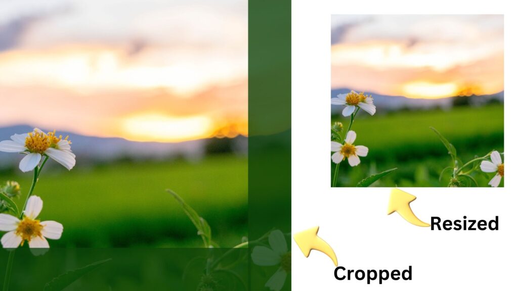 Understanding the Difference Cropping vs. Resizing Your Images