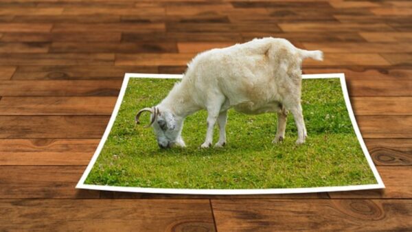 Masking Magic Transform Your Images with Our Clipping Mask Service