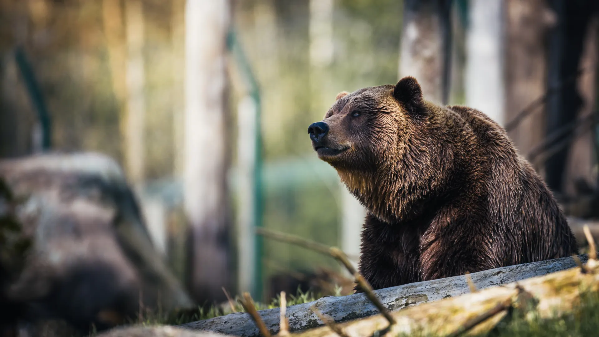 Rule of Thirds in Portrait and Wildlife Photography