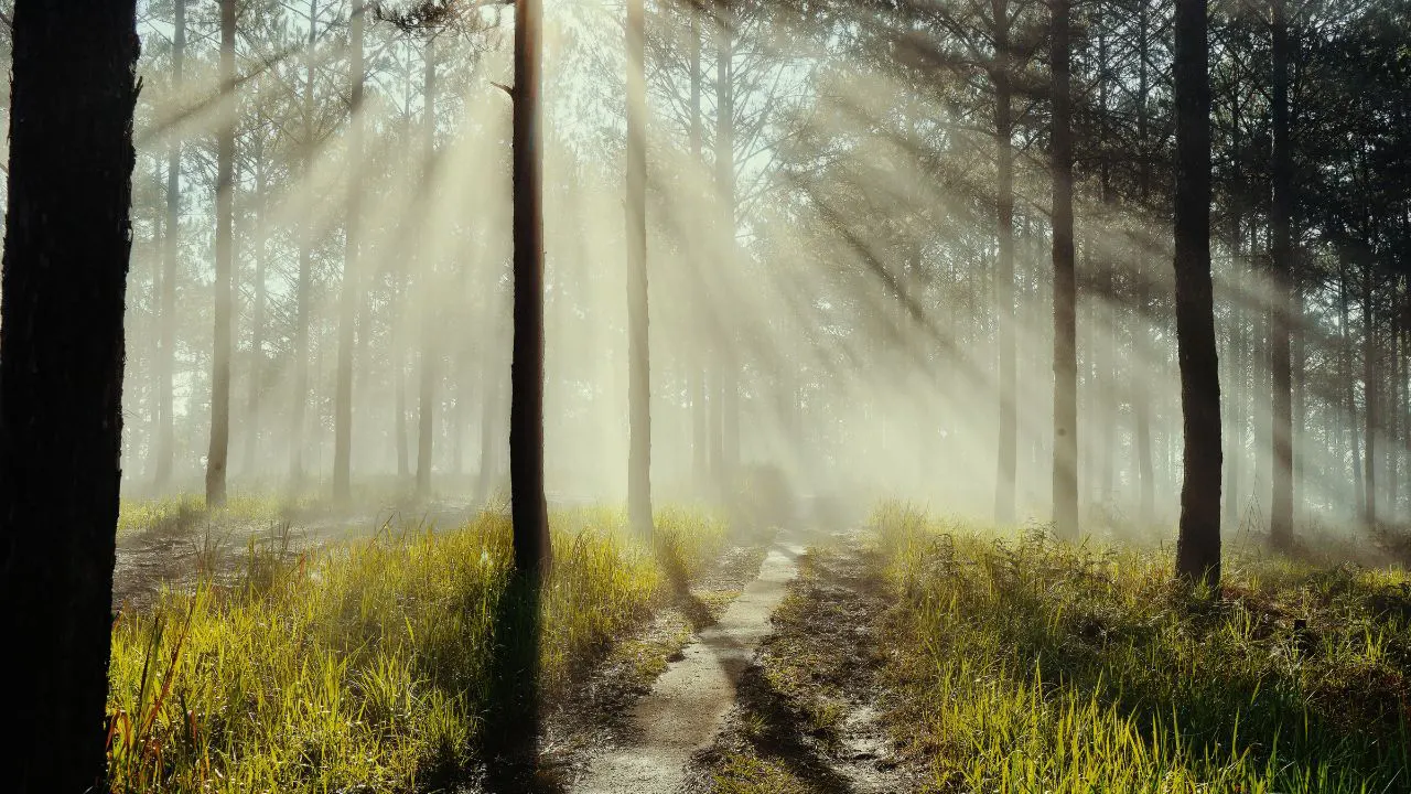 Best Tips for Natural & Professional Dreamy Photo Editing