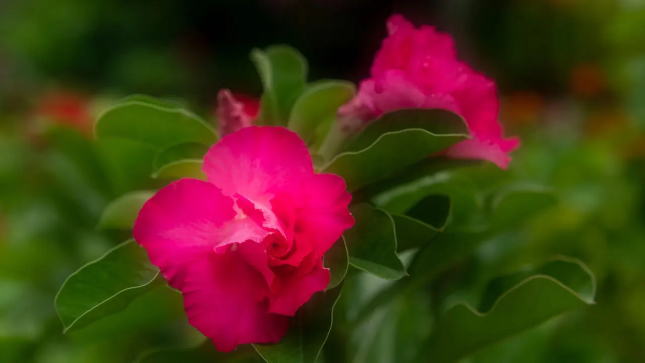 When Is the Orton Effect Useful