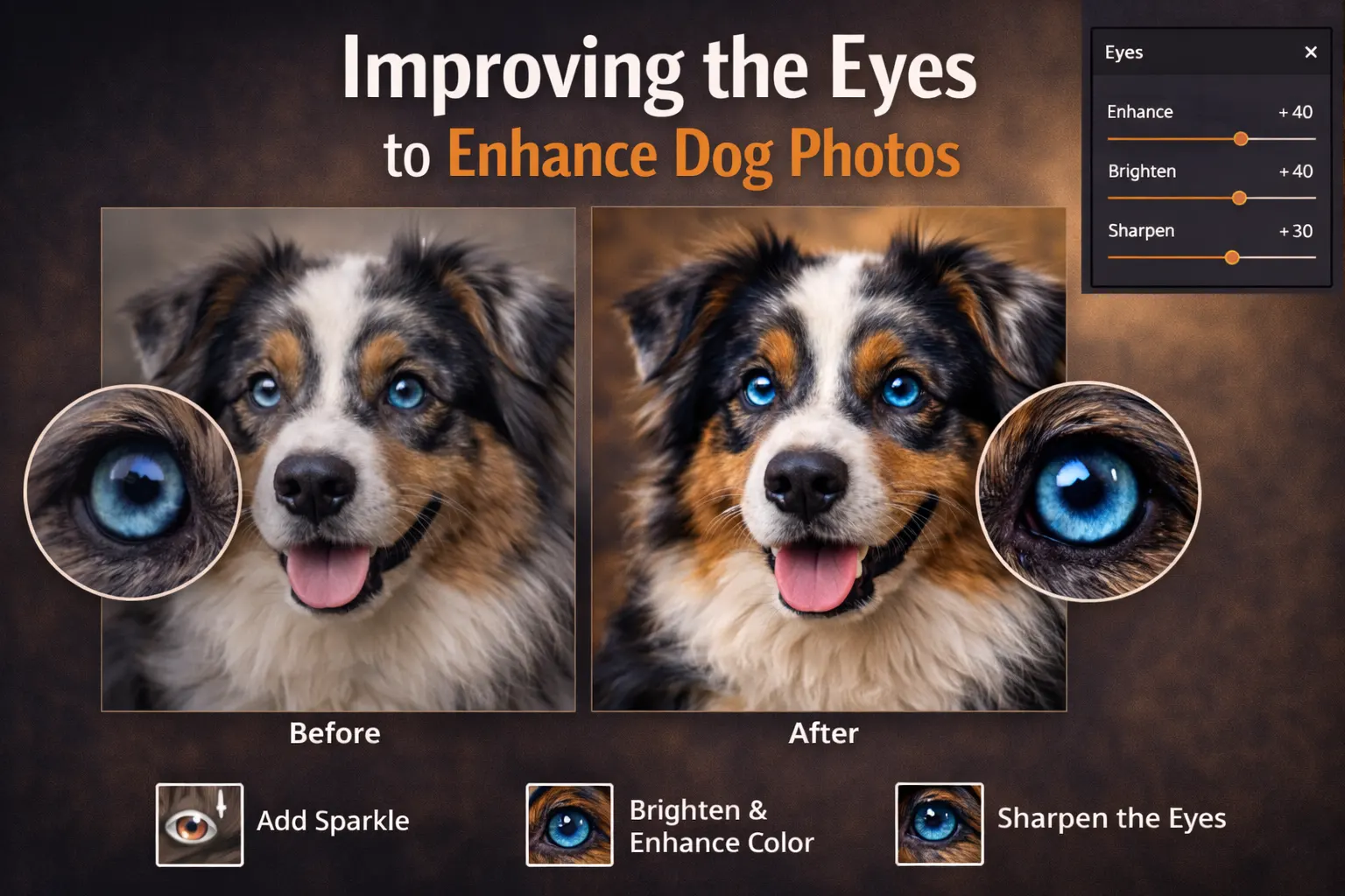 dog photography