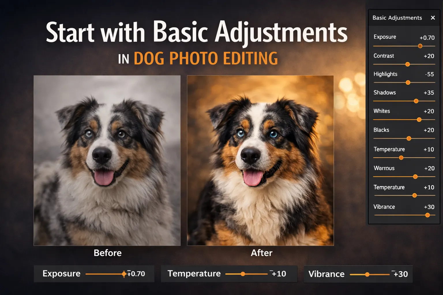 dog photography